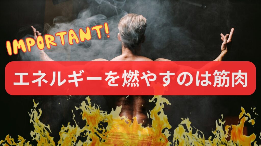 エネルギーを燃やすのは筋肉